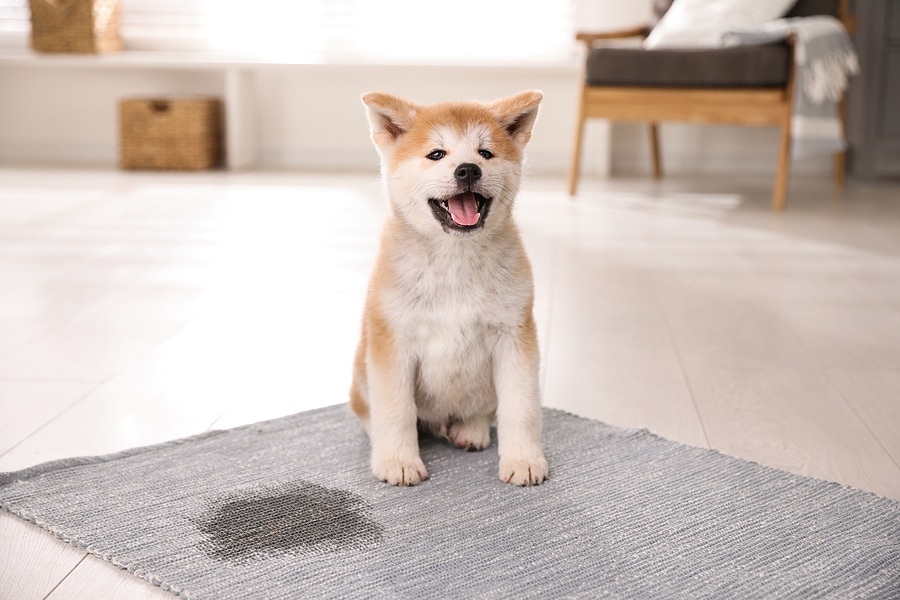 5 Best Practices for Using Nontoxic Solutions to Remove Pet Stains